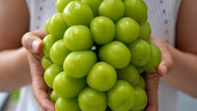 🥭🍇 김천 샤인머스켓 & 망고포도 특가! 놓치면 후회! 😋